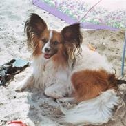 Papillon Giizmo