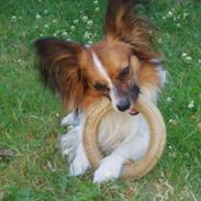 Papillon Giizmo