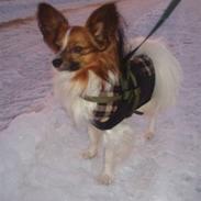 Papillon Giizmo