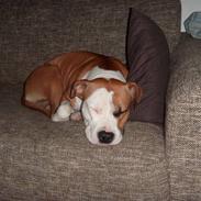 Amerikansk staffordshire terrier Tovdal On New Adventure