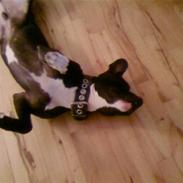 Amerikansk staffordshire terrier Armani ( Marni )