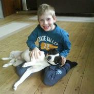 Dansk svensk gaardhund Teddy