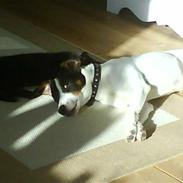 Dansk svensk gaardhund Teddy