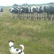 Dansk svensk gaardhund Teddy