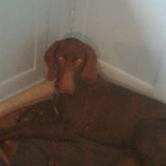 Korthåret hønsehund Vestervigårds Basse