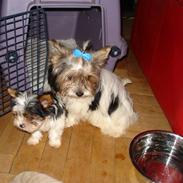 Biewer yorkshire terrier Zilly in white vom Weinbe