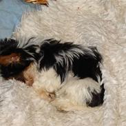 Biewer yorkshire terrier Zilly in white vom Weinbe