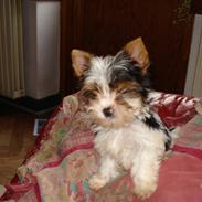 Biewer yorkshire terrier Zilly in white vom Weinbe
