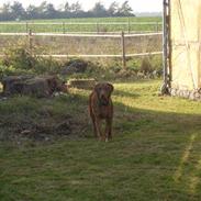 Chesapeake bay retriever Archibald