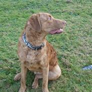 Chesapeake bay retriever Archibald