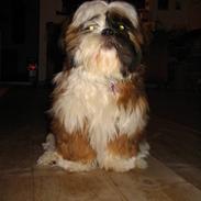 Shih tzu Emma