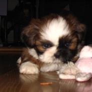 Shih tzu Emma