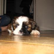 Shih tzu Emma