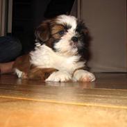 Shih tzu Emma