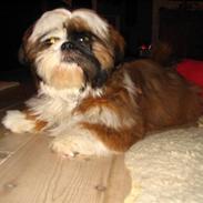 Shih tzu Emma