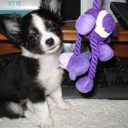 Chihuahua My