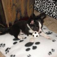Chihuahua My
