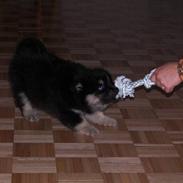 Finsk lapphund Freesia