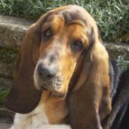 Basset hound Henry