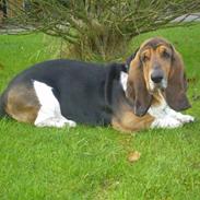 Basset hound Henry