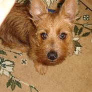 Australsk terrier Willy