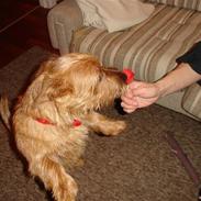 Australsk terrier Willy