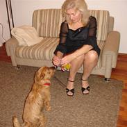 Australsk terrier Willy