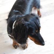 Dværggravhund Malou