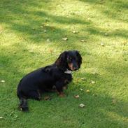 Dværggravhund Malou