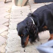 Dværggravhund Malou