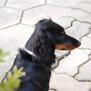 Dværggravhund Malou