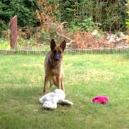 Schæferhund Quinnie **SOLGT**