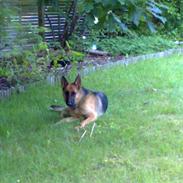 Schæferhund Quinnie **SOLGT**