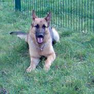 Schæferhund Quinnie **SOLGT**