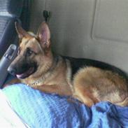 Schæferhund Quinnie **SOLGT**