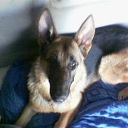 Schæferhund Quinnie **SOLGT**