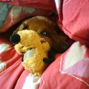Gravhund Smut
