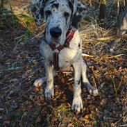Grand danois Perle ( GD Blue Merle)