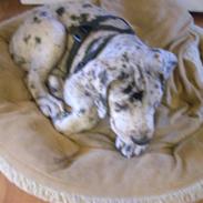 Grand danois Perle ( GD Blue Merle)