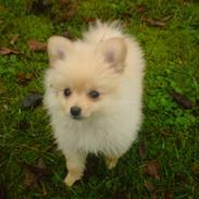 Pomeranian Bailey<3