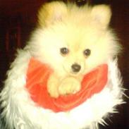 Pomeranian Bailey<3