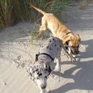 Grand danois Perle ( GD Blue Merle)