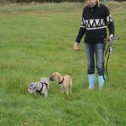 Grand danois Perle ( GD Blue Merle)