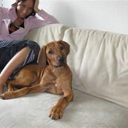 Rhodesian ridgeback Nyah