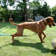 Rhodesian ridgeback Nyah