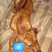 Rhodesian ridgeback Nyah