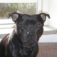 Staffordshire bull terrier || Chico ||