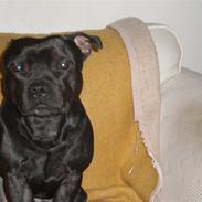 Staffordshire bull terrier || Chico ||