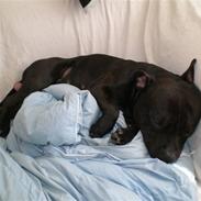 Staffordshire bull terrier || Chico ||