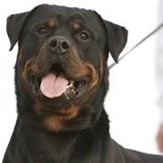 Rottweiler Vom Dornenhof Limbo